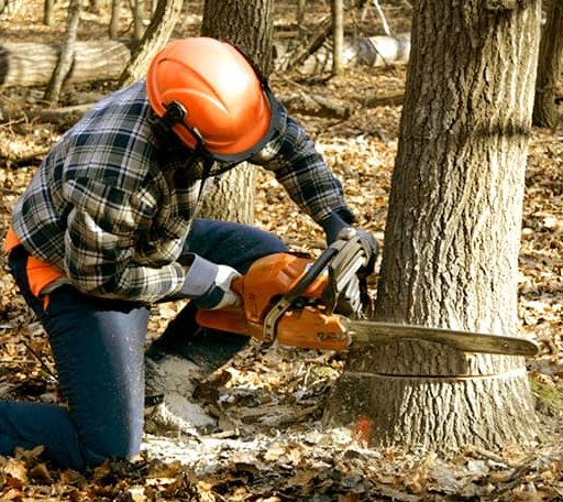 Tree Removal in Percy, IL